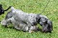 Terrier Checo