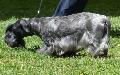 Terrier Checo