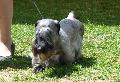 Terrier Checo