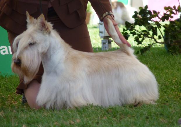 Scottish Terrier