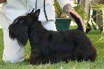 Cães