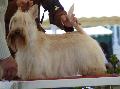 Scottish Terrier