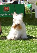 Scottish Terrier