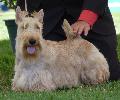 Scottish Terrier