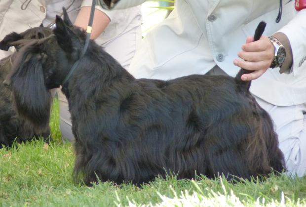 Scottish Terrier