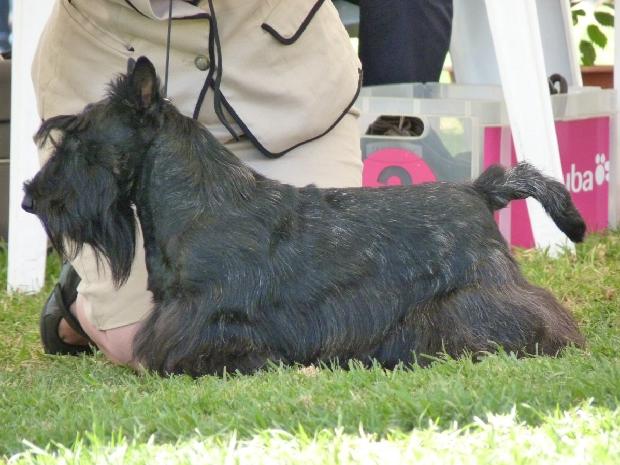 Scottish Terrier