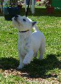 West Highland White Terrier