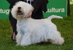 West Highland White Terrier