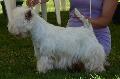 West Highland White Terrier