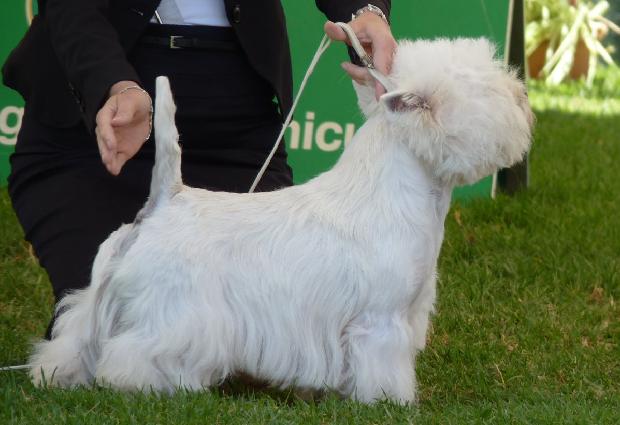 West Highland White Terrier