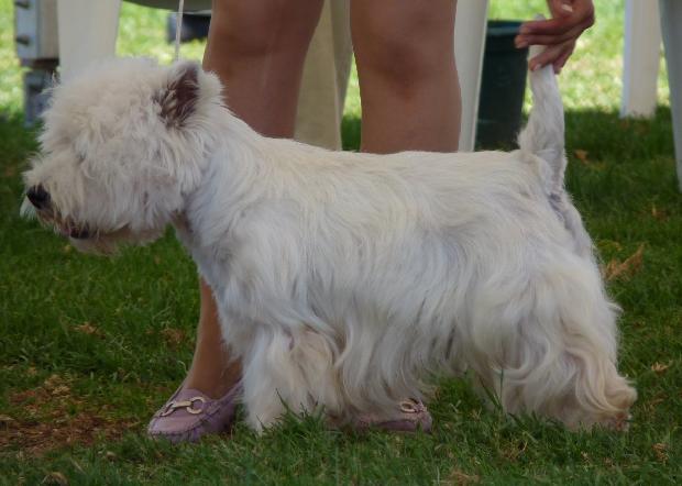 West Highland White Terrier