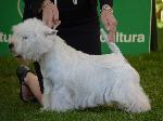 Cães