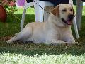 Retriever do Labrador