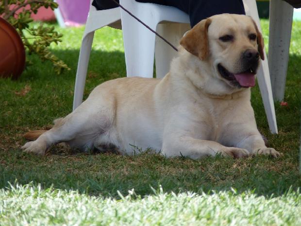 Retriever do Labrador