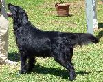 Cães
