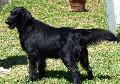 Flat-Coated Retriever