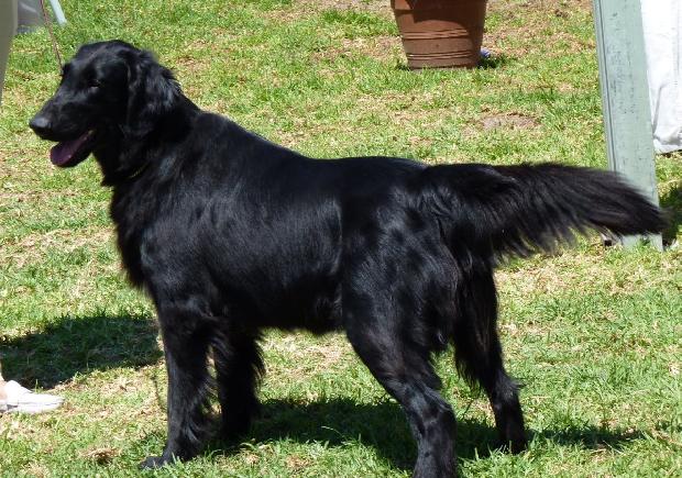 Flat-Coated Retriever