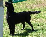 Cães