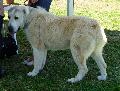 Cão de Pastor da Ásia Central