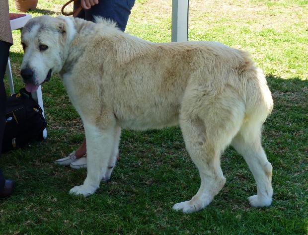 Cão de Pastor da Ásia Central