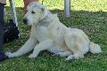 Cão de Pastor da Ásia Central