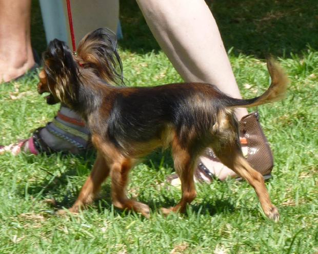 Pequeno Cão Russo