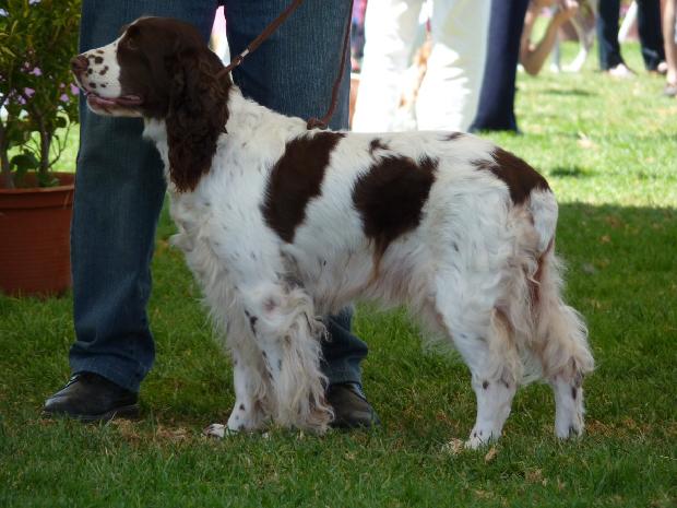 English Springer Spaniel