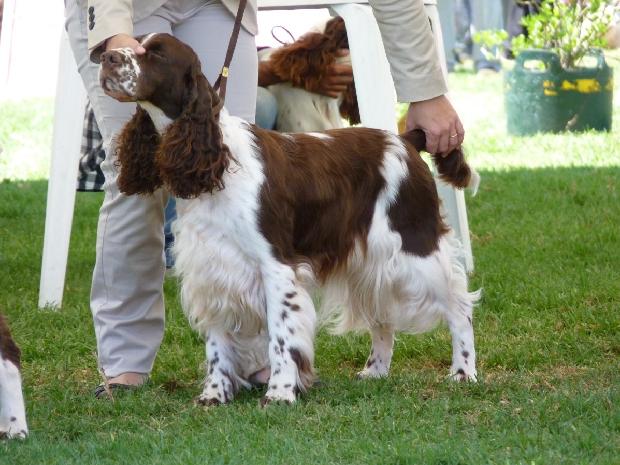 English Springer Spaniel
