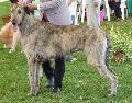 Galgo Irlandês