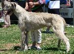 Cães
