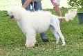 Cão de Água Português