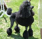 Cães