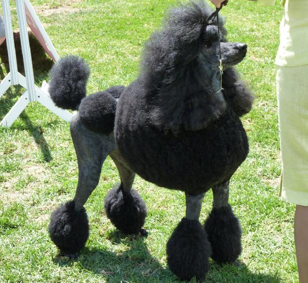Caniche Grande