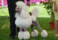Caniche Grande