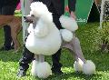 Caniche Grande
