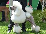 Cães