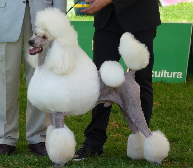 Caniche Grande
