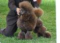 Caniche