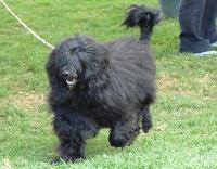 Criadores de cães de Água Português