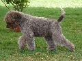 Lagotto Romagnolo