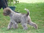Cães