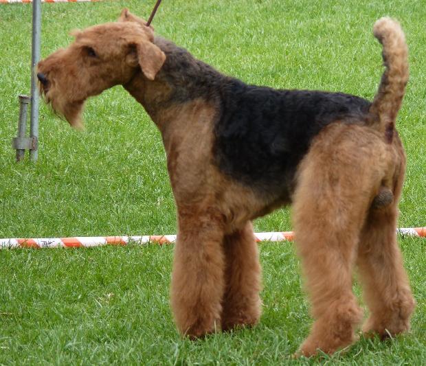 Airedale Terrier