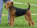 Airedale Terrier