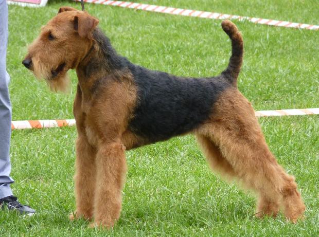 Airedale Terrier