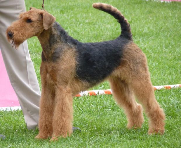 Airedale Terrier