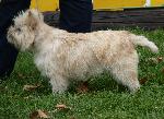 Cães