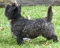 Cairn Terrier