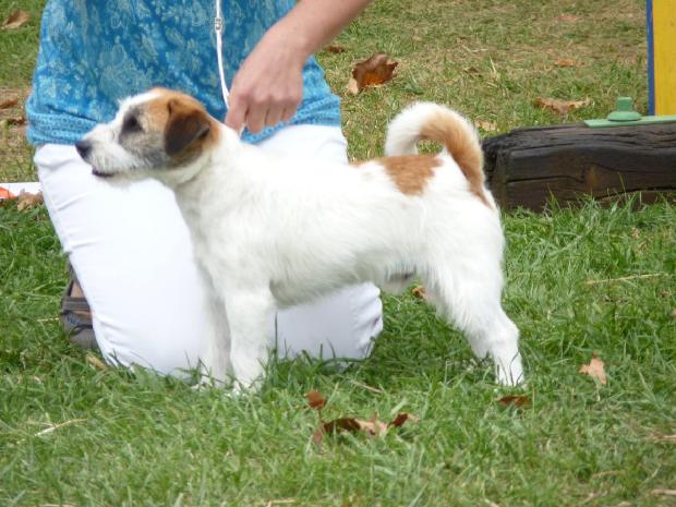 Jack Russel Terrier