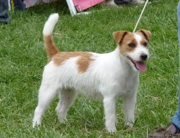 Jack Russel Terrier
