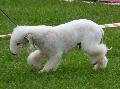 Bedlington Terrier